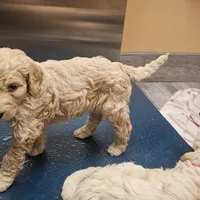 Cain, a female Goldendoodle and Poodle - Standard  for sale in Charleston, SC – Photo 5 of 8