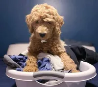 Cain, a female Goldendoodle for sale in Charleston, SC – Photo 9 of 9