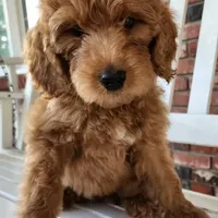 Cain, a female Goldendoodle and Poodle - Standard  for sale in Charleston, SC – Photo 4 of 8