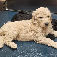 Cain, a female Goldendoodle and Poodle - Standard  for sale in Charleston, SC – Photo 1 of 8