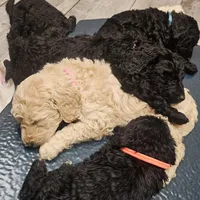Cain, a female Goldendoodle and Poodle - Standard  for sale in Charleston, SC – Photo 7 of 8