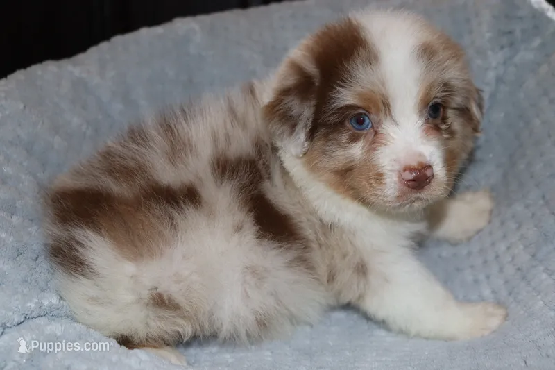 AKC Boone – Australian Shepherd puppy for sale in Ivanhoe, TX