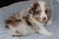 AKC Boone, a male Australian Shepherd for sale in Ivanhoe, TX – 1 of 10