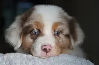 AKC Waylon, a male Australian Shepherd for sale in Ivanhoe, TX – 3 of 10