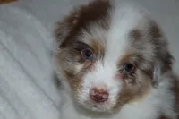 AKC Boone, a male Australian Shepherd for sale in Ivanhoe, TX – 5 of 10
