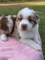 AKC Maple, a female Australian Shepherd for sale in Ivanhoe, TX – 4 of 7