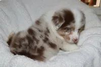 AKC Boone, a male Australian Shepherd for sale in Ivanhoe, TX – 9 of 10