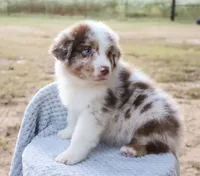 AKC Cash, a male Australian Shepherd for sale in Ivanhoe, TX – 9 of 10