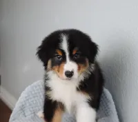 AKC Winston , a male Australian Shepherd for sale in Ivanhoe, TX – 6 of 8