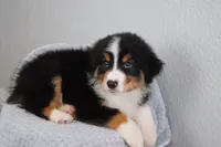 AKC Winston , a male Australian Shepherd for sale in Ivanhoe, TX – 3 of 8