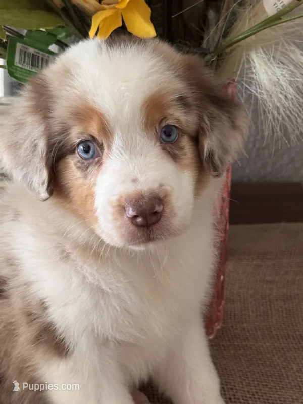 AKC Maple – Australian Shepherd puppy for sale in Ivanhoe, TX