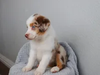 AKC Wrenly , a female Australian Shepherd for sale in Ivanhoe, TX – 7 of 9