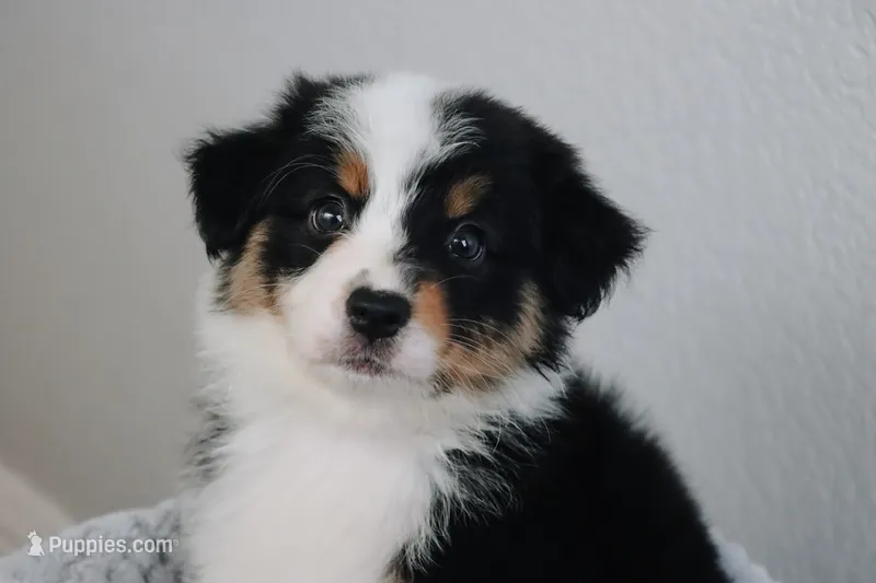 AKC Wimsy – Australian Shepherd puppy for sale in Ivanhoe, TX