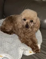 AKC Lucy , a female Poodle - Toy  for sale in Ivanhoe, TX – Photo 3 of 6