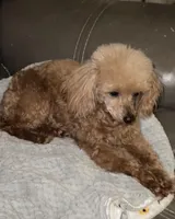 AKC Lucy , a female Poodle - Toy  for sale in Ivanhoe, TX – Photo 6 of 6