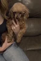 AKC Lucy , a female Poodle - Toy  for sale in Ivanhoe, TX – Photo 1 of 6