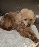 AKC Lucy , a female Poodle - Toy  for sale in Ivanhoe, TX – Photo 4 of 6