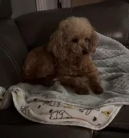 AKC Lucy , a female Poodle - Toy  for sale in Ivanhoe, TX – Photo 2 of 6