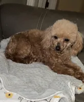 AKC Lucy , a female Poodle - Toy  for sale in Ivanhoe, TX – Photo 5 of 6