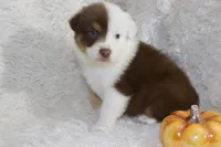 AKC Chopper, a male Australian Shepherd for sale in Ivanhoe, TX – Photo 5 of 8