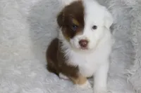 AKC Chopper, a male Australian Shepherd for sale in Ivanhoe, TX – Photo 7 of 8