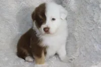 AKC Chopper, a male Australian Shepherd for sale in Ivanhoe, TX – Photo 8 of 8