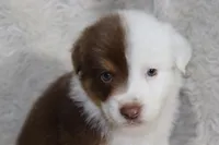 AKC Chopper, a male Australian Shepherd for sale in Ivanhoe, TX – Photo 6 of 8