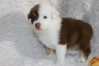 AKC Chopper, a male Australian Shepherd for sale in Ivanhoe, TX – Photo 3 of 8