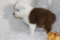 AKC Chopper, a male Australian Shepherd for sale in Ivanhoe, TX – Photo 2 of 8