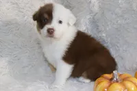 AKC Chopper, a male Australian Shepherd for sale in Ivanhoe, TX – Photo 4 of 8