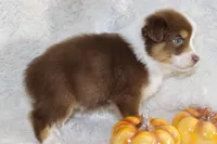 AKC Chopper, a male Australian Shepherd for sale in Ivanhoe, TX – Photo 1 of 8