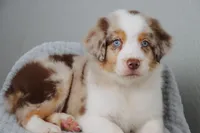 AKC Wrenly , a female Australian Shepherd for sale in Ivanhoe, TX – 6 of 9