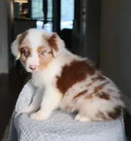 AKC Waylon, a male Australian Shepherd for sale in Ivanhoe, TX – 7 of 10