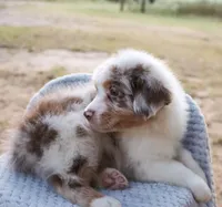 AKC Cash, a male Australian Shepherd for sale in Ivanhoe, TX – 2 of 10