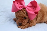 AKC Matisse, a female Poodle - Toy  for sale in Ivanhoe, TX – Photo 8 of 10