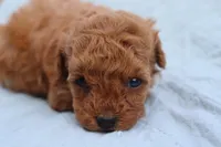 AKC Matisse, a female Poodle - Toy  for sale in Ivanhoe, TX – Photo 7 of 10