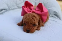 AKC Matisse, a female Poodle - Toy  for sale in Ivanhoe, TX – Photo 1 of 10