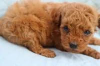 AKC Matisse, a female Poodle - Toy  for sale in Ivanhoe, TX – Photo 10 of 10