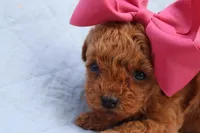 AKC Matisse, a female Poodle - Toy  for sale in Ivanhoe, TX – Photo 2 of 10