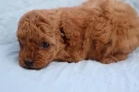 AKC Matisse, a female Poodle - Toy  for sale in Ivanhoe, TX – Photo 3 of 10