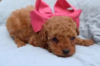 AKC Matisse, a female Poodle - Toy  for sale in Ivanhoe, TX – Photo 5 of 10