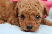 AKC Matisse, a female Poodle - Toy  for sale in Ivanhoe, TX – Photo 4 of 10