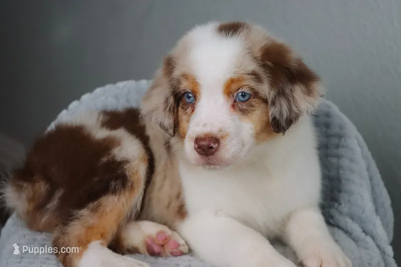 AKC Wrenly  – Australian Shepherd puppy for sale in Ivanhoe, TX
