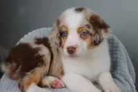 AKC Wrenly , a female Australian Shepherd for sale in Ivanhoe, TX – 1 of 9