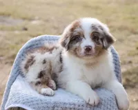 AKC Cash, a male Australian Shepherd for sale in Ivanhoe, TX – 7 of 10