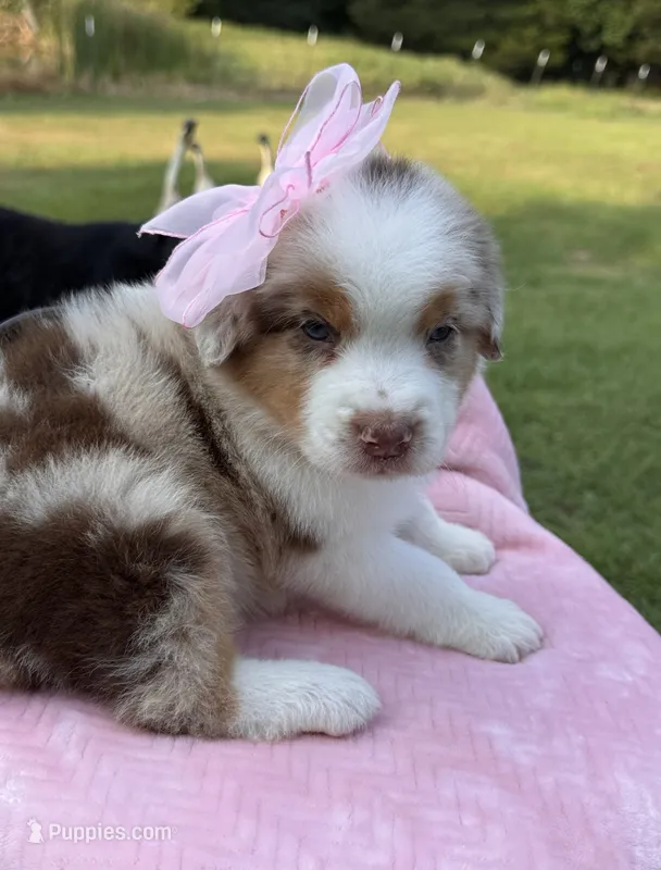 AKC Maple – Australian Shepherd puppy for sale in Ivanhoe, TX