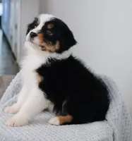 AKC Wimsy, a female Australian Shepherd for sale in Ivanhoe, TX – 7 of 8