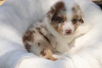 AKC Boone, a male Australian Shepherd for sale in Ivanhoe, TX – 3 of 10