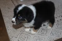 Akc/Asca  Denver, a male Australian Shepherd for sale in Ivanhoe, TX – Photo 6 of 10