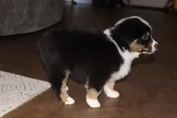 Akc/Asca  Denver, a male Australian Shepherd for sale in Ivanhoe, TX – Photo 10 of 10